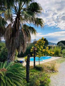 uma palmeira ao lado de uma piscina em Villa vue de rêve mer et Espagne à 10 min em Le Boulou