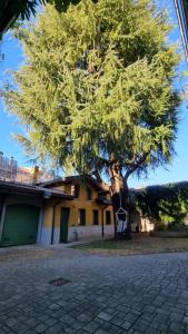 ein Baum vor einem Haus mit einem Gebäude in der Unterkunft Casa del Cedro - Comfort e relax in Legnano