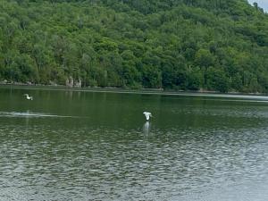 um pássaro parado no meio de um lago em Lake side escape (log home) em Notre-Dame-de-la-Salette
