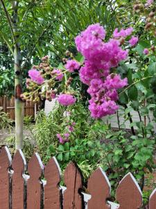 a bunch of pink flowers behind a fence at Travellers Paradise in Cairns