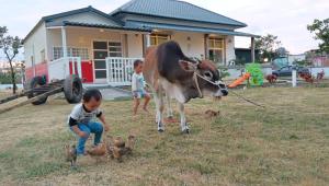 Binatang di penginapan & sarapan atau berdekatan