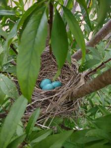 um ninho com dois ovos azuis numa árvore em Simple Private Bedroom # 2 em Alexandria