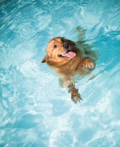 a dog is swimming in the water at Coastal Springs - PET FRIENDLY & 200m To Beach! in Clifton Springs