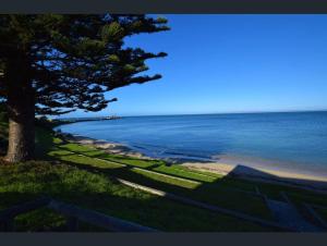 a tree on the side of a beach with the ocean at Bayside Home-Now Backpacker's price in Kingscote Esplanade in Buller in Kingscote