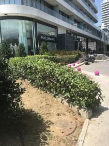 a garden of plants in front of a building at Cosy 1+1 in Istanbul