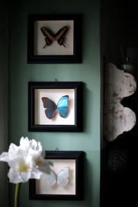 3 Bilder von Schmetterlingen an einer grünen Wand mit einer Blume in der Unterkunft Colazione in Piazza Castello in Turin