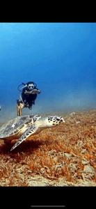 a dog on the back of a turtle at ِAfnan hotel in Aqaba