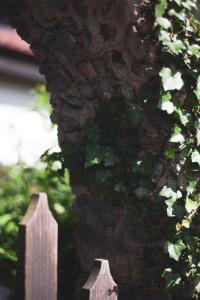 un árbol con hiedra creciendo en un lado de un edificio en Markowy Dom en Jugowice