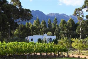 a white house in a vineyard with mountains in the background at Eikehof Farm in Worcester