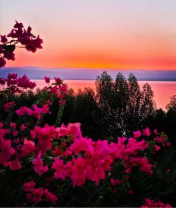 a group of pink flowers in front of a sunset at E25 Samarah Resort Apartments in Sowayma