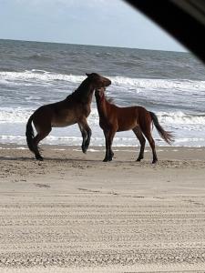 two horses standing on the beach near the ocean at Wild Horse Inn in Corolla