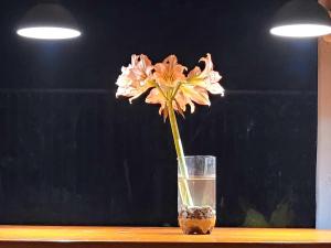 um vaso com uma flor num copo de água em Casa Chayito em Santa María