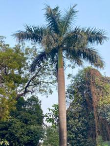 a palm tree in the middle of some trees at Hotel Sova's Inn in Birātnagar