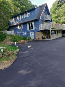 a blue house with three dogs walking in the street at Lil Black Bear Inn in Nashville