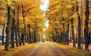un camino arbolado con hojas de otoño en Helsinki Apartment near downtown en Helsinki