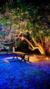 a picnic table sitting under a tree at night at Morada Venturi in Atins