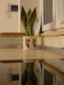 a plant in a pot on a counter in a kitchen at CASA SANGALLO in Prato