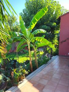 a garden with a large green plant next to a house at Maison avec jardin arboré in Saint-Nazaire