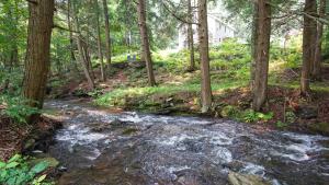 a creek in the woods with a house in the background at Secluded Streamside Home with Hot Tub in Margaretville