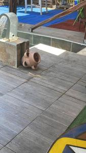 Gallery image of Location Piscine et terrasse pour vos fêtes in Kourou