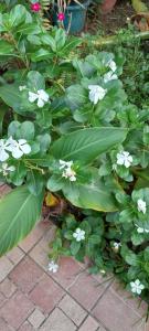 Gallery image of Location Piscine et terrasse pour vos fêtes in Kourou