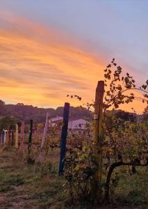 Foto dalla galleria di Wine House a Capannori