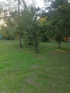 two trees in a field with green grass at Cisnes del tolten in Freire