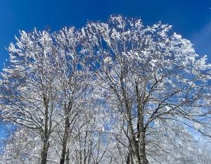 Fotografie z fotogalerie ubytování Snow Horizon v destinaci Hakuba
