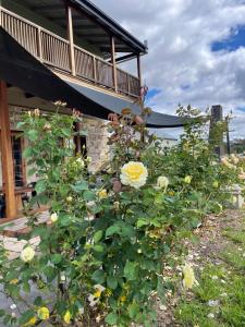 a bush with yellow roses in front of a building at Royal Hotel Capertee in Capertee