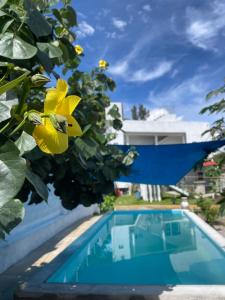 een uitzicht op een zwembad met een blauwe parasol naast een bloem bij Olmeca hostal Chalcatzingo 