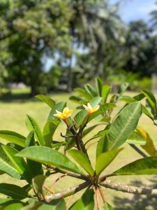 uma planta com flores amarelas e folhas verdes em Sharnyta’s Guesthouse em Avarua