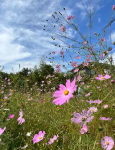 un campo de flores rosas en la hierba en Homey Inn Enya, en Yufu