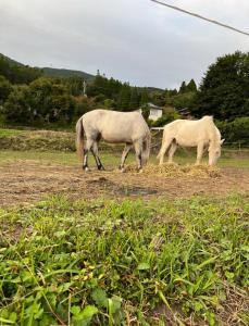 two horses eating grass in a field at Homey Inn Enya in Yufu