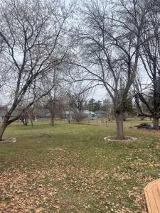 two trees in a park with leaves on the grass at Miracle House in Brooklyn Park