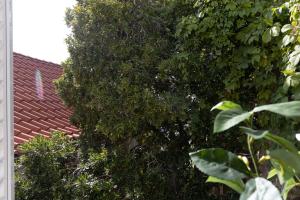 a large tree next to a red roof at Room Odin in Dubrovnik