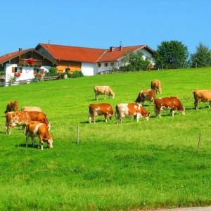 um efectivo de vacas a pastar num campo de relva em Plattenberger Hof em Waging am See