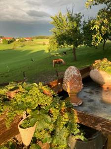 Zahrada ubytování Plattenberger Hof