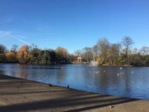 a bunch of ducks swimming in a lake at Victoria Park 1 bedroom flat in London