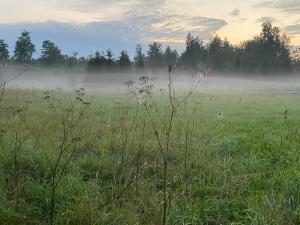 a field with fog in a field with trees at loond° Caravan Glamping 