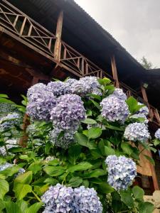 a bush of purple flowers in front of a building at Castaway Offbeat Stay in Manāli