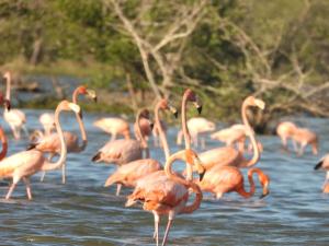 a flock of pink flamingos standing in the water at Hotel flamencamarones in Camarones