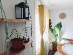 a plant sitting on a shelf in a room at Felhőfészek vendégház in Verőce