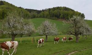 uma manada de vacas a pastar num campo com árvores em Bauernhof Bättwil - b48307 em Burgdorf