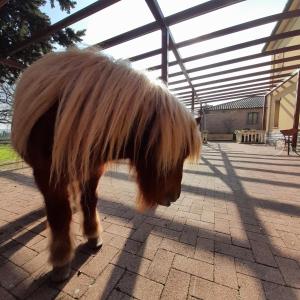 a brown pony with long hair standing in a building at Casale del Gufo in Chiaravalle