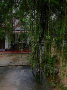 a tree in front of a house with vines at Mango villa in Unawatuna