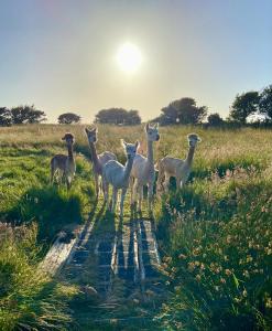 a herd of sheep standing on a dirt road at Glamping Huts x 3 and a Static Caravan available each with a Private Hot Tub, FirePit, BBQ and are located in a Peaceful setting with Alpacas and gorgeous countryside views on Anglesey, North Wales in Amlwch