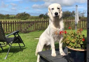 un perro blanco parado en una mesa junto a una maceta en Glamping Huts x 3 and a Static Caravan available each with a Private Hot Tub, FirePit, BBQ and are located in a Peaceful setting with Alpacas and gorgeous countryside views on Anglesey, North Wales, en Amlwch