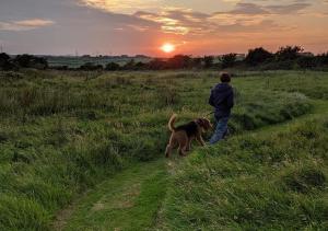 a person walking a dog in a field at sunset at Glamping Huts x 3 and a Static Caravan available each with a Private Hot Tub, FirePit, BBQ and are located in a Peaceful setting with Alpacas and gorgeous countryside views on Anglesey, North Wales in Amlwch