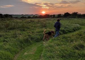 AmlwchにあるGlamping Huts x 3 and a Static Caravan available each with a Private Hot Tub, FirePit, BBQ and are located in a Peaceful setting with Alpacas and gorgeous countryside views on Anglesey, North Walesの夕暮れの野原を歩く者