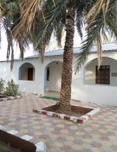a palm tree in front of a white building at Rahalt alsharq in Ibrā